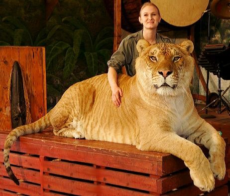 Lion+Tiger=Liger azaz Oroszgris