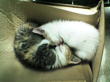 Így alszanak a macskák