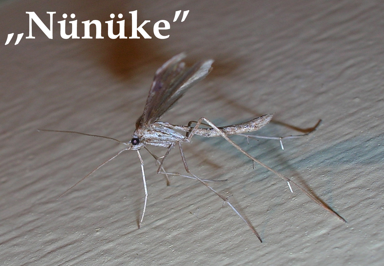 Nünüke a szúnyog - Makrófotó