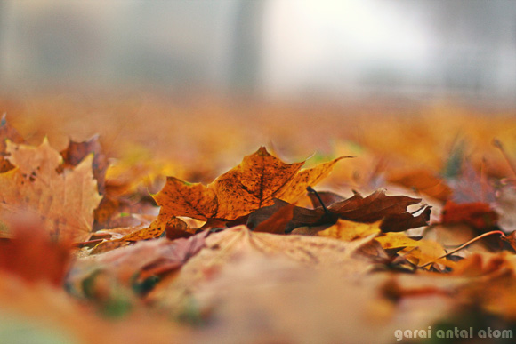 Köd, ősz, hideg, falevelek...